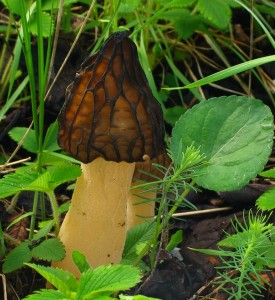 IMG_semilibera.jpg