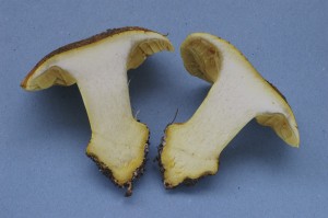IMGP7814.jpg