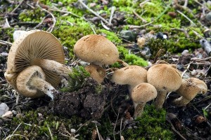 inocybe_dulcamara_dm_1.jpg