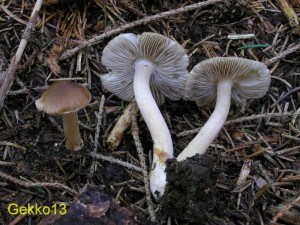 Inocybe nitidiuscula2.JPG