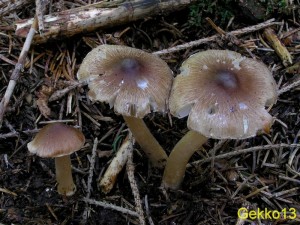 Inocybe nitidiuscula.JPG