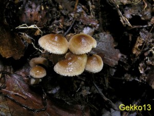 Inocybe_petiginosa2.JPG