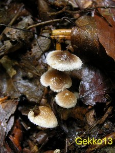 Inocybe_petiginosa3.JPG
