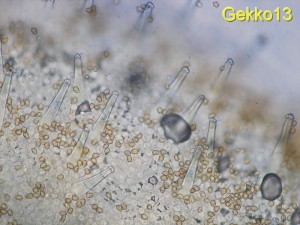 Inocybe_petiginosa.jpg