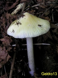 Inocybe_rimosa.JPG
