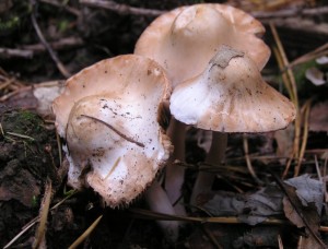 Inocybe sp..jpg