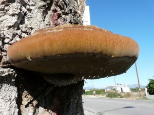 Inonotus levis.jpg