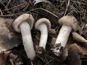 irvka edoemlov-Tricholoma scalpturatum3.JPG
