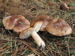 irvka blohnd-Tricholoma albobrunneum.jpg