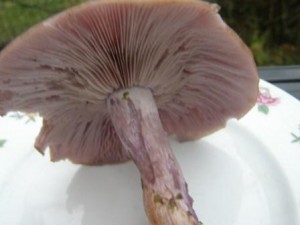 irvka dvoubarv 3.jpg