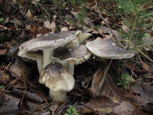 irvka havelka-Tricholoma portentosum.jpg