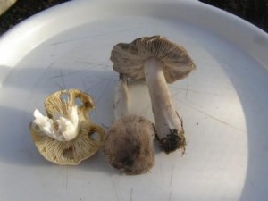 irvka havelka a . zemn.jpg