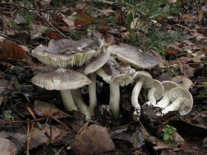irvka havelka tricholoma portentosum1.jpg