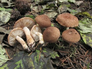 irvka kravsk-Tricholoma vaccinum 1.jpg