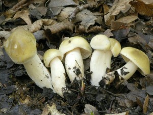 irvka mdlov - Tricholoma saponaceum (1).jpg