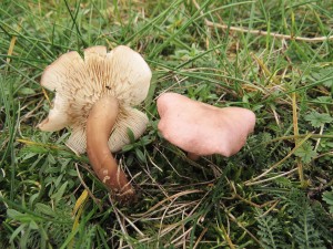 irvka masov-Calocybe carnea.jpg