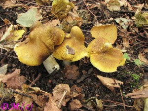 irvka olivov hnd-Tricholoma viridilutescens 1.jpg