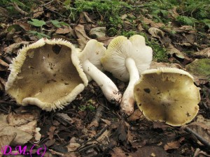irvka olivov hnd-Tricholoma viridilutescens 4.jpg