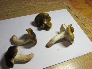 irvka olivov hnd-Tricholoma viridilutescens 5.jpg
