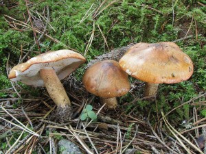 irvka oranov-Tricholoma aurantium.jpg