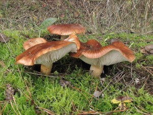 irvka prstencov-Tricholoma batschii 2.jpg