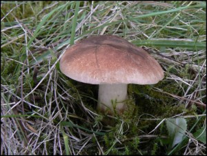 irvka stechovit - Tricholoma imbricatum.jpg