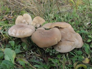 irvka zamlen-Iricholoma panaeolus 1.jpg