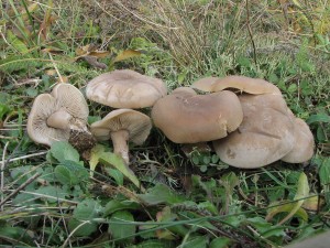irvka zamlen-Tricholoma panaeolus.jpg