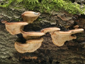 Ischnoderma resinosum1.jpg
