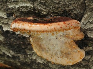 Ischnoderma resinosum2.jpg