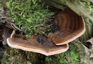 Ischnoderma resinosum (2).jpg