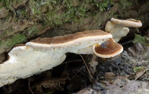 Ischnoderma resinosum (4).jpg