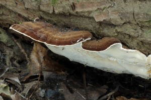 Ischnoderma resinosum (5).jpg