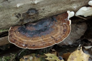 Ischnoderma resinosum (6).jpg