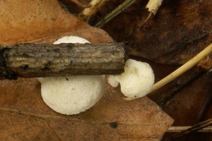 JakoHlivicka1.jpg