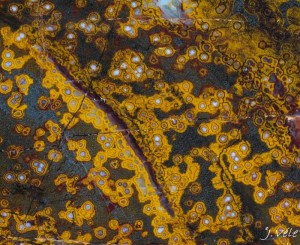 Janovky macro1.jpg