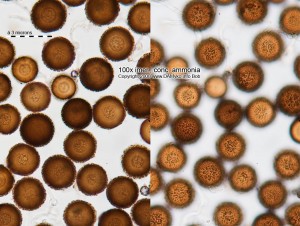 Jelenka01-Spores.jpg