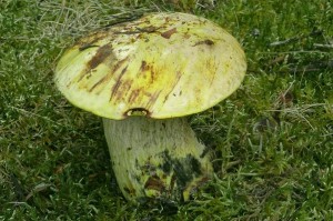 jpg00227.jpg