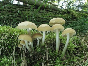 kehutka Candolleova-Psathyrella candolleana1.jpg