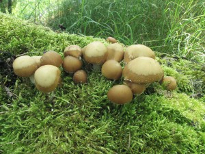 kehutka Candolleova-Psathyrella candolleana.jpg