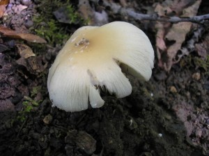 Kehutka Candolleova 1.jpg