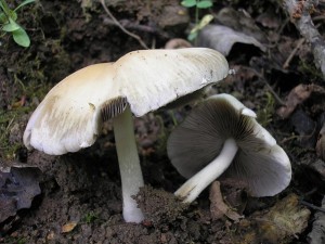 Kehutka Candolleova.jpg