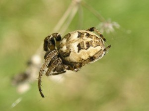 kik larinioides.jpg