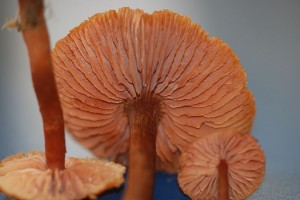 k uren (3).JPG