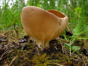 kalink obecn-Helvella acetabulum3.jpg