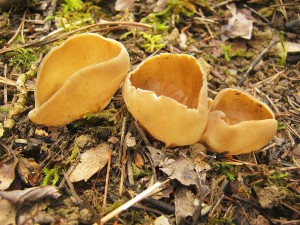 kalink obecn-Helvella acetabulum.jpg