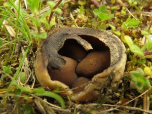Kalink obecn - Helvella acetabulum 3.jpg