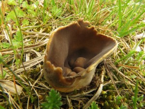 Kalink obecn Helvella acetabulum 1.jpg