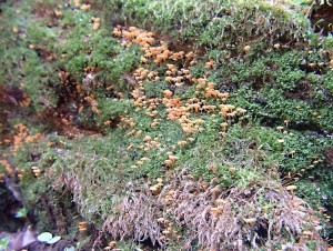 Kalichovka zvonekov-Xeromphalina campanella.jpg