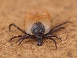 klt obecn Ixodes ricinus.jpg